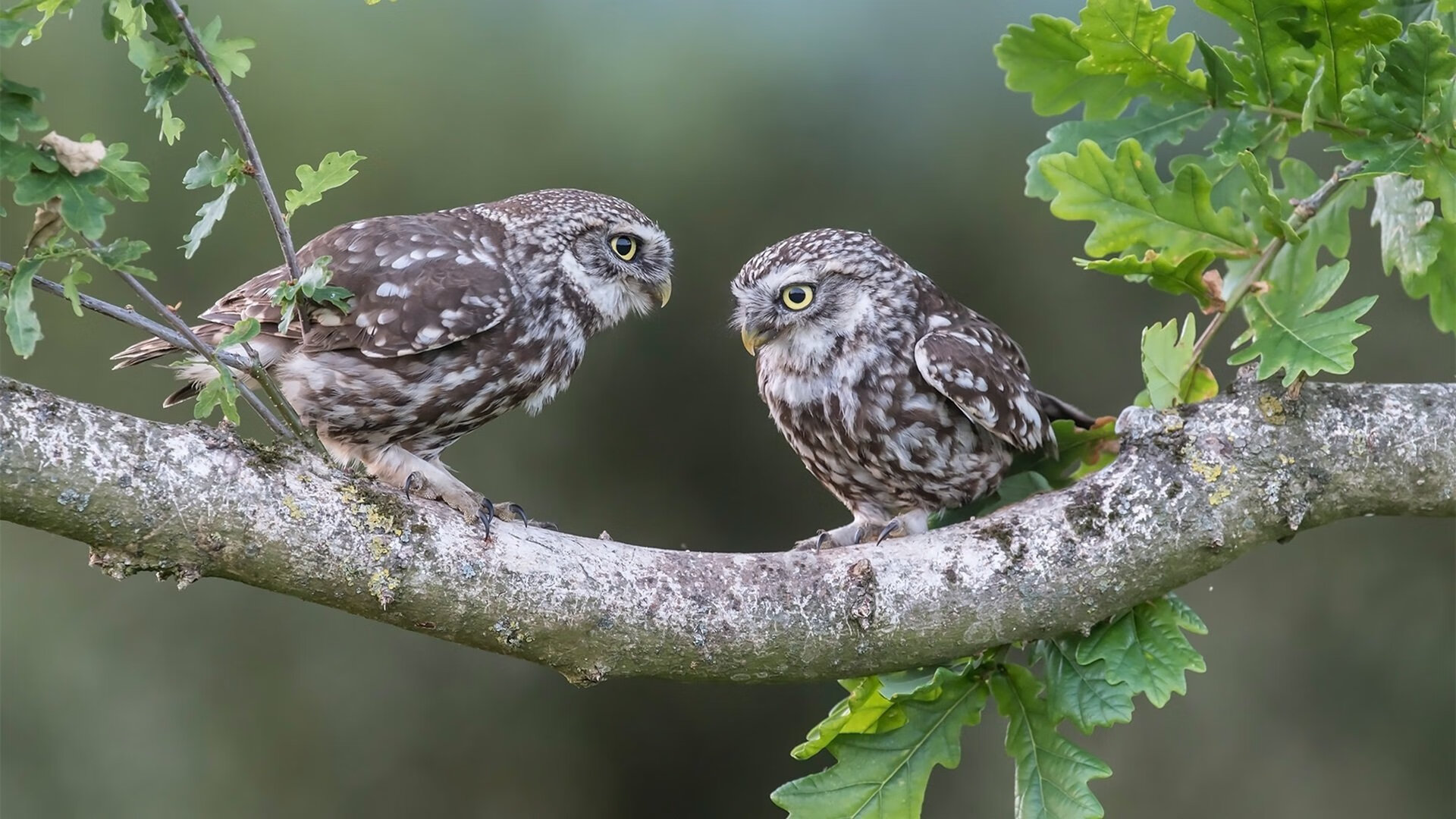PG电子官方-塔图姆封神之战！开拓者惊天逆转尼克斯，全场最佳无争议