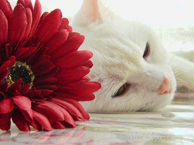 魔术战术压制老鹰,小贾伦成为关键先生