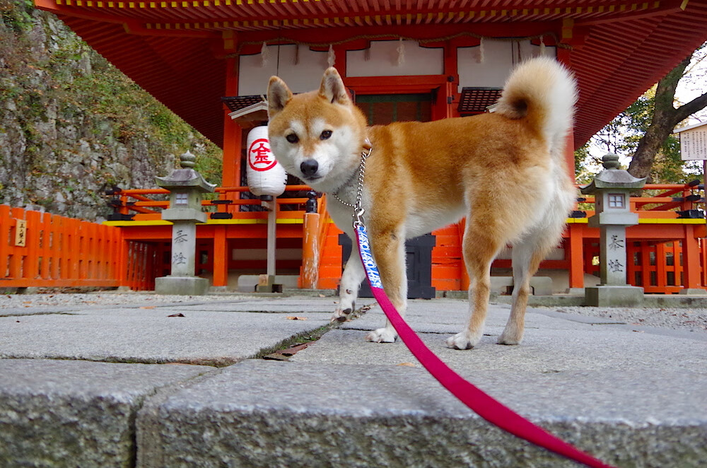 从温布利到美加墨，当英格兰压制尼斯的战术基因，遇上阿拉巴的世界杯舞台接管艺术